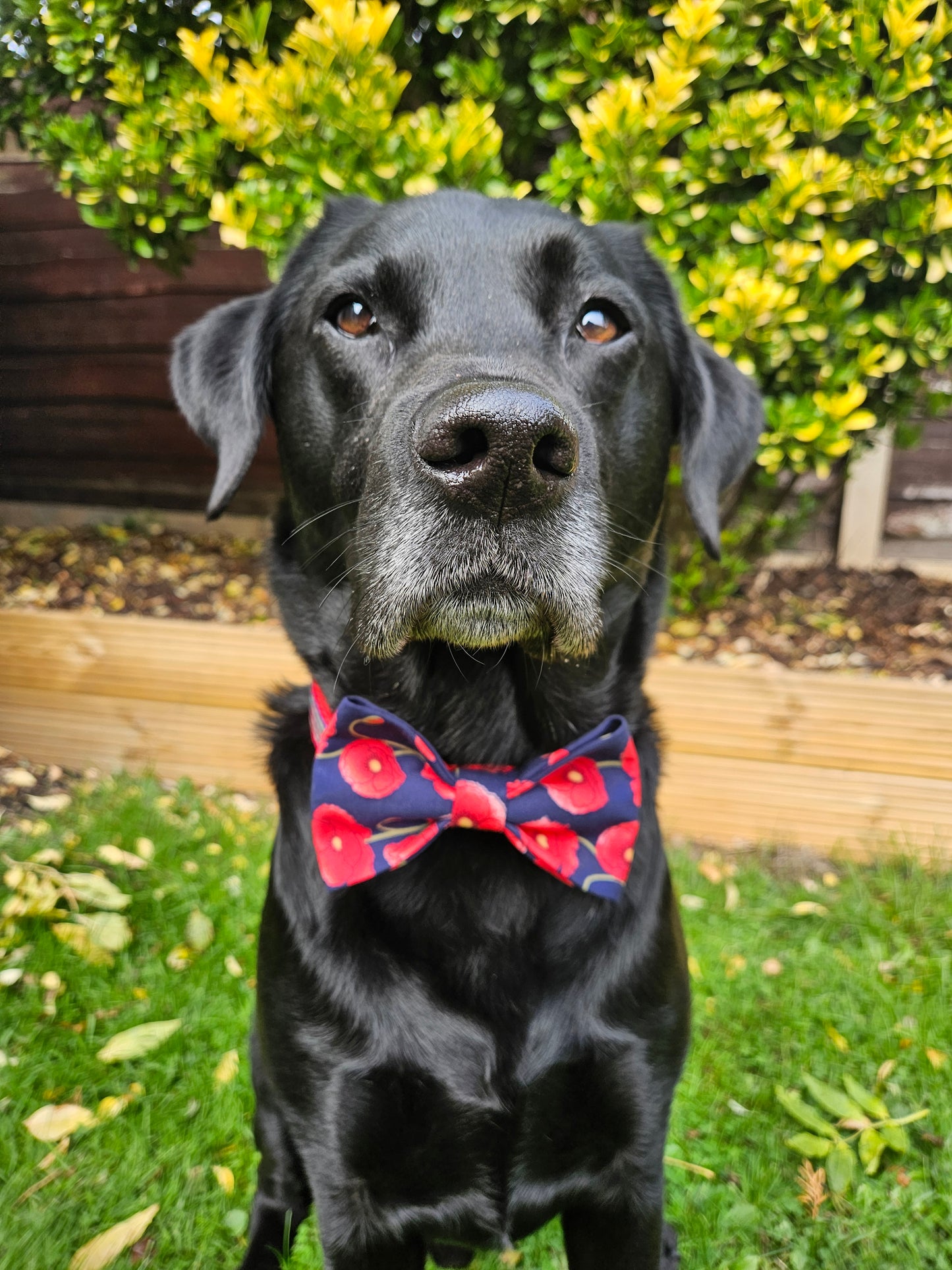 Poppy Bow Tie